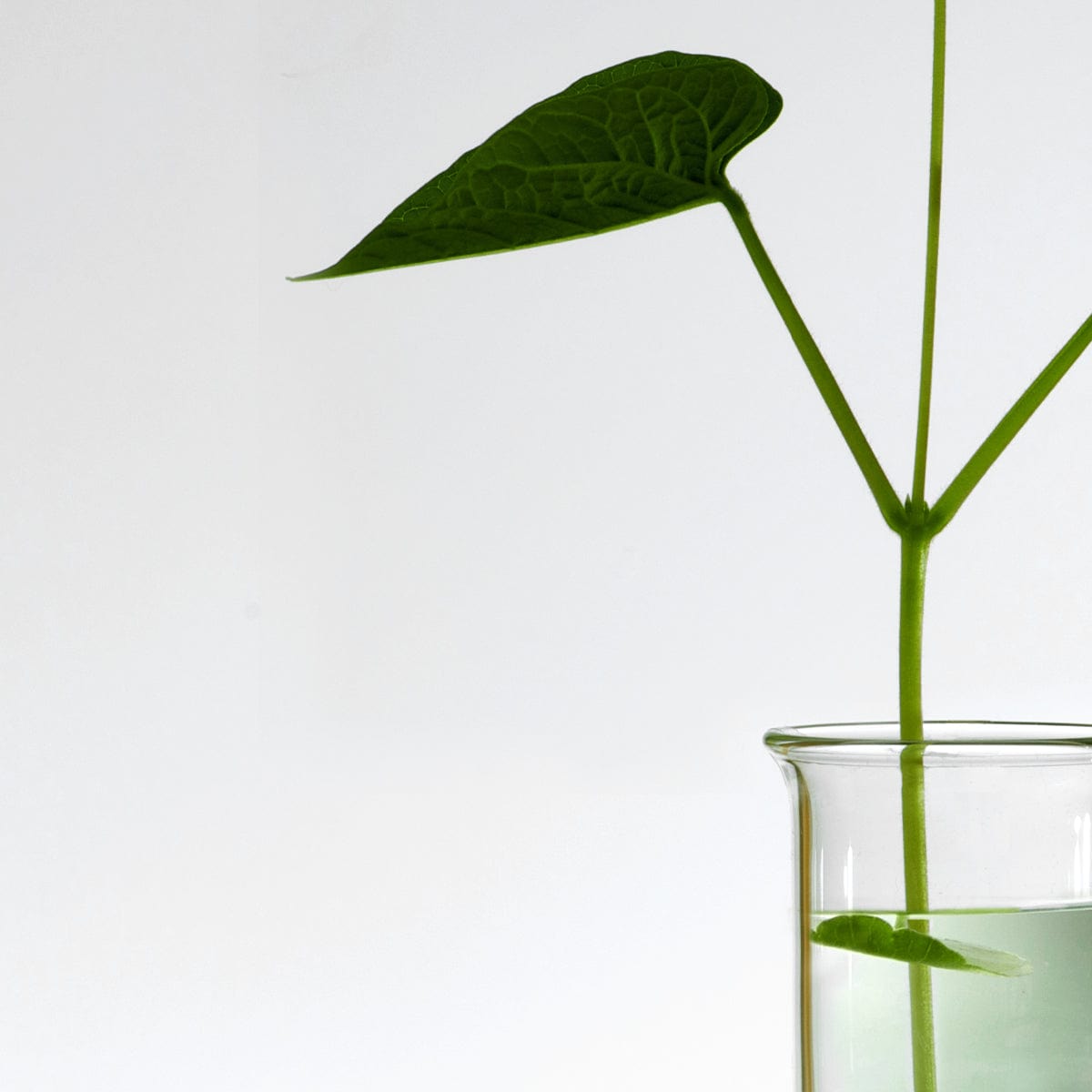 70% heartleaf extract soothes irritation and calms redness