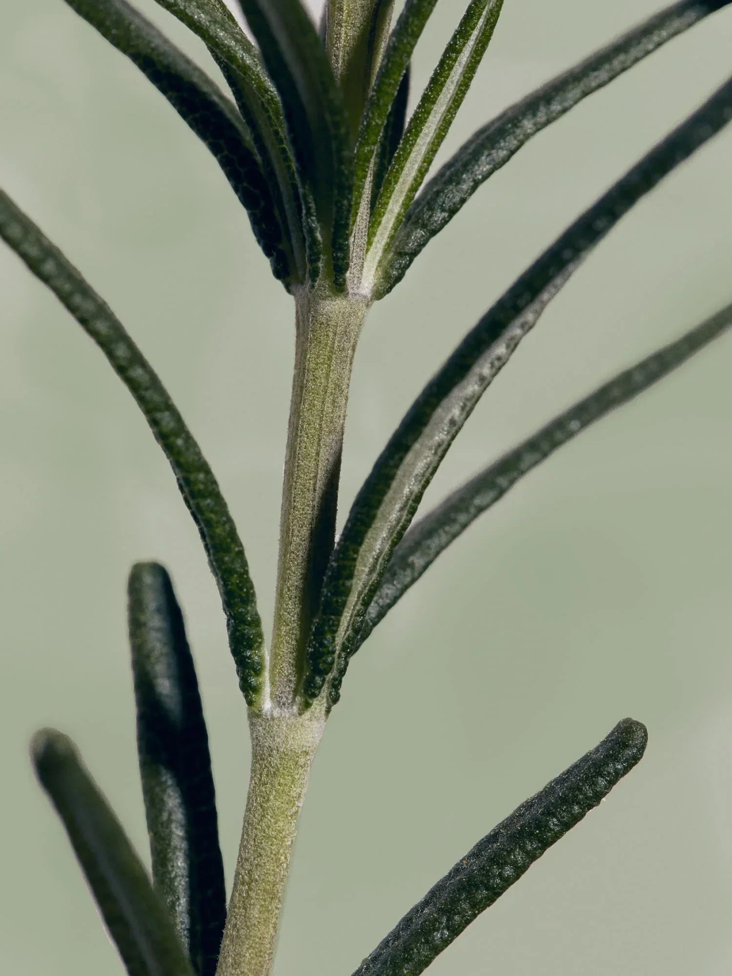 AROMATICA Rosemary Root Enhancer — energizes and invigorates the scalp
