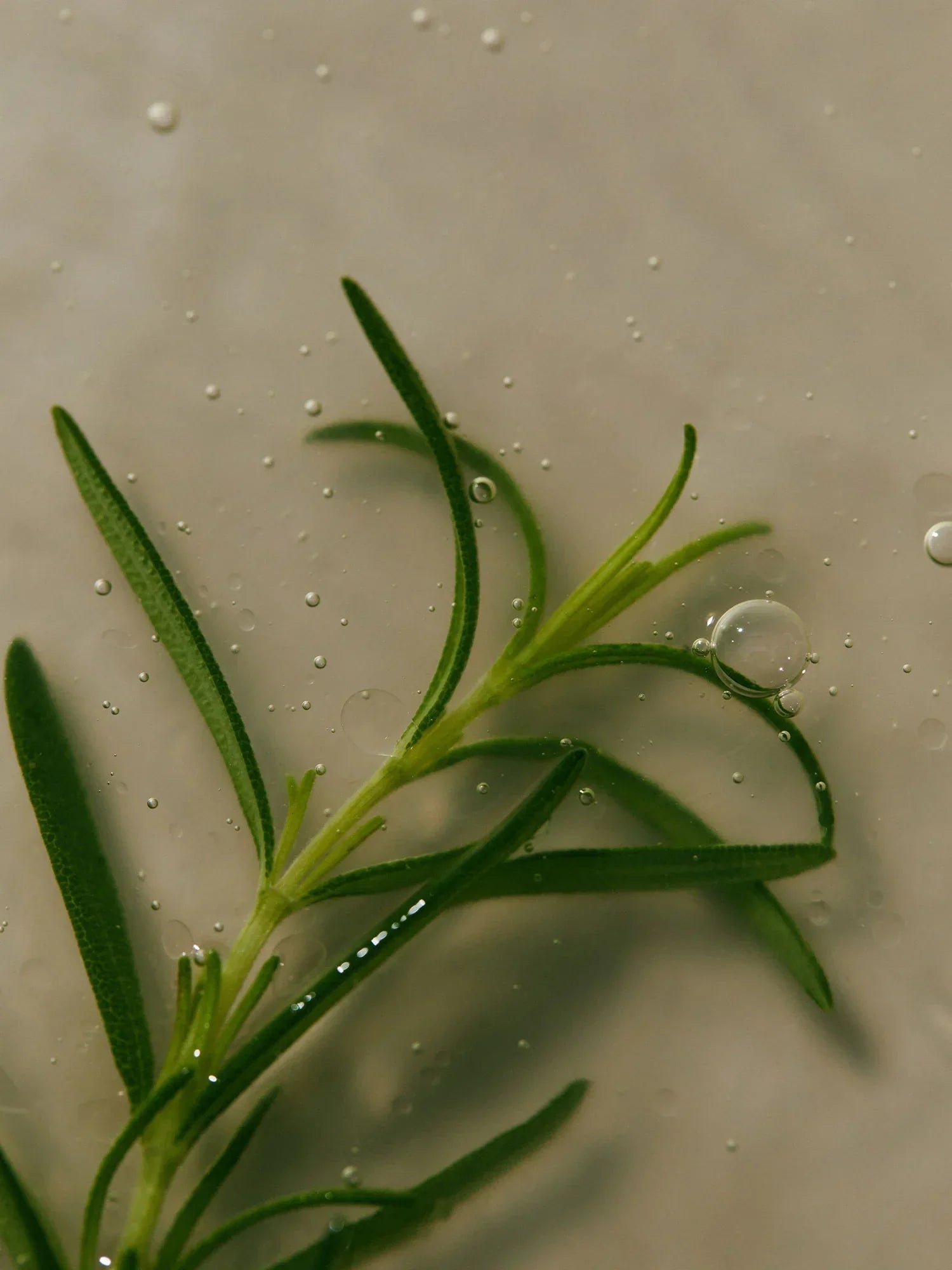 AROMATICA Rosemary Scalp Scaling Shampoo — deeply cleanses scalp buildup