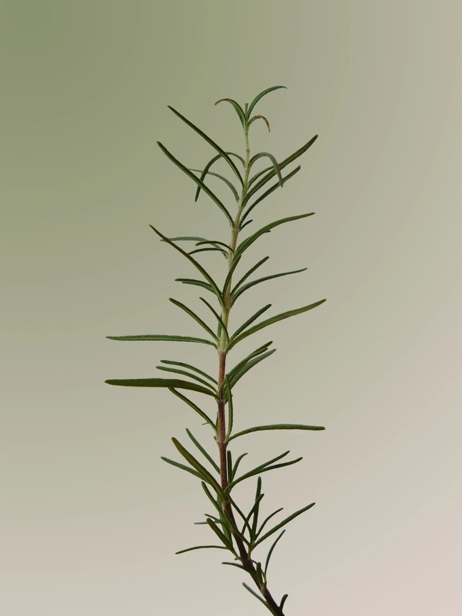 AROMATICA Rosemary Scalp Scrub — key rosemary ingredients
