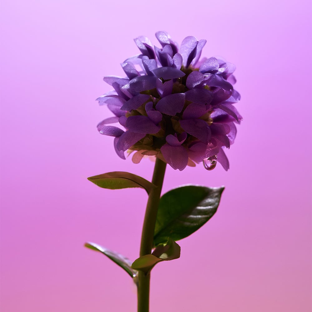 EQQUALBERRY Bakuchiol Plumping Serum — Softens the Look of Fine Lines and Wrinkles